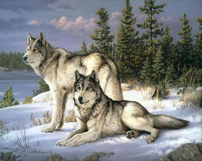 Painting by numbers-wolves couple 40x50cm already framed